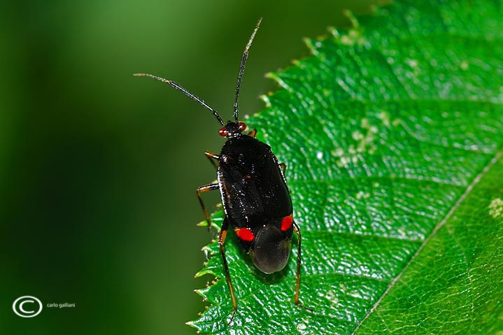 Miridae: Deraecoris ruber f. segusinus